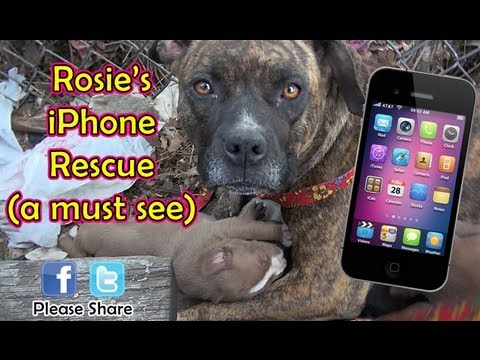 Dog Rescue…Happy Ending