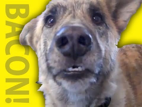 Funny Talking Dog Video