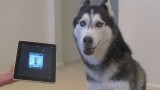 Husky Dog Sings with iPAD – Better than Bieber! (now on iTunes!)