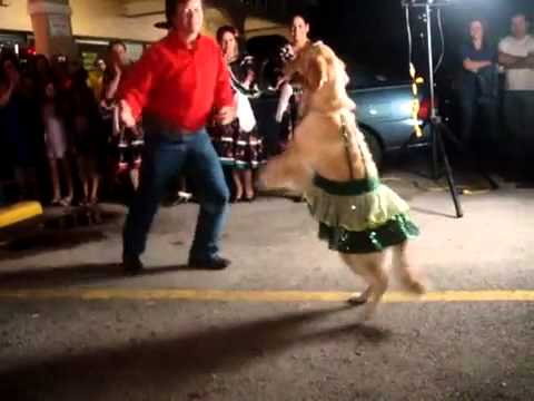 Dancing dog Mexican Style