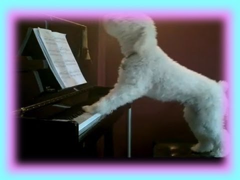 Singing Dog Plays Piano and Sings