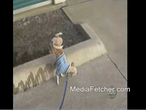 Amazing Pipsqueak Peeing Pup