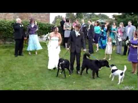 Bad Dog Wedding Guest!