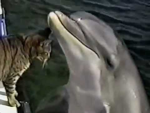Cat Playing With Dolphins