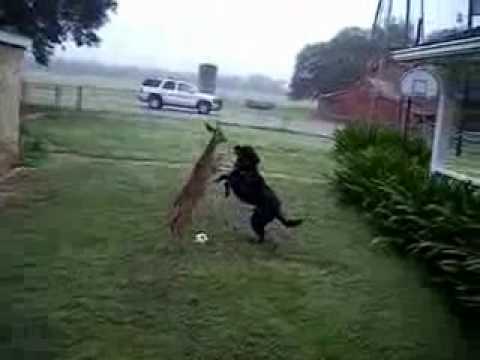 Funny Dog vs. Doe Playing and Talking