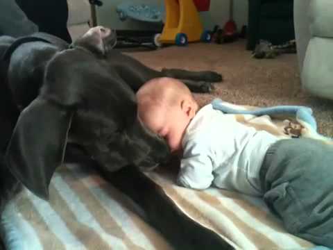 Great Dane and baby