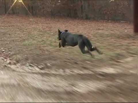 Great Dane running thirty miles and hour