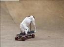 Pete the Skateboarding Dog!