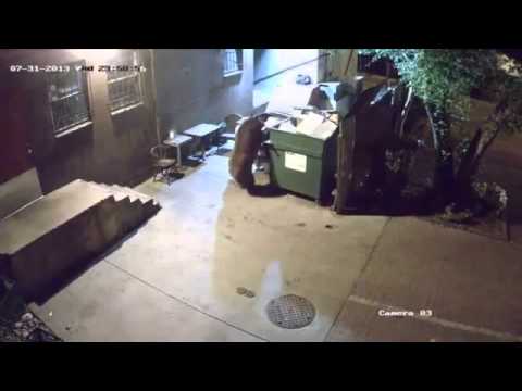 Something a Dog Would Never Do – Bear Steals Dumpster