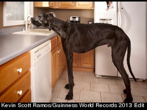 World’s Tallest Dog
