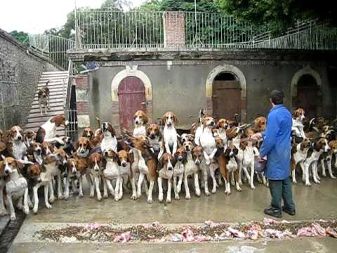 120 Hunting Dogs fed at a single setting in Cheverny, France