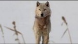 A Wolf Called Storm