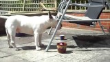 Bull Terrier attempts the chair swing