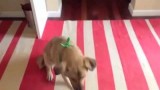 Cowboy Dog Doing “Bang” Trick