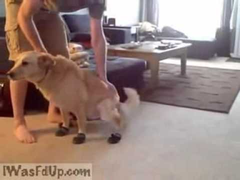 Dog wearing foot protection