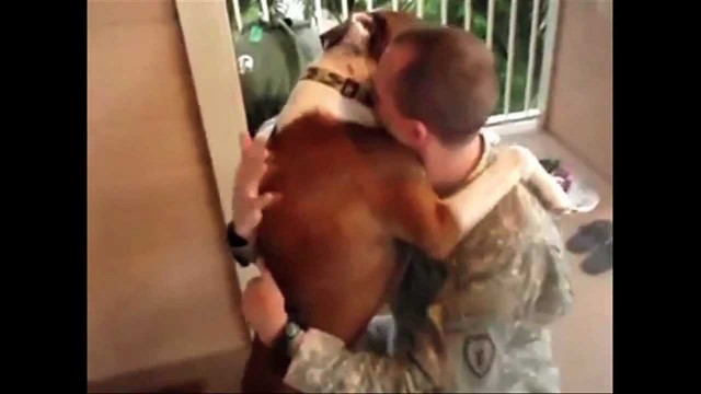 Dogs anticipating soldiers return from deployment