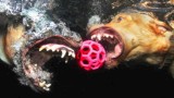 Dogs fetching objects : underwater close-ups