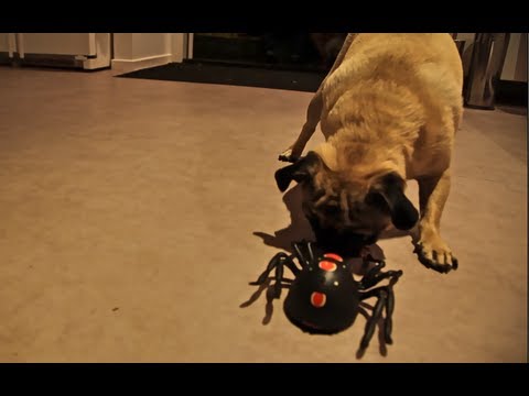 Pug and Terrier take on the spider