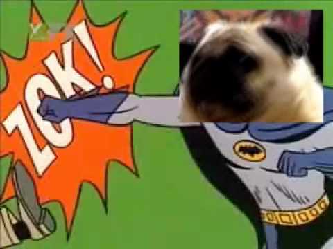 Pug singing Batman theme song video