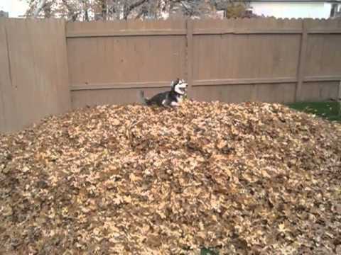 Siberian Husky Video “romping through the leaves”
