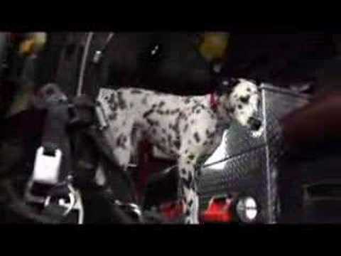 Wilshire the Dalmation FireDog(video)