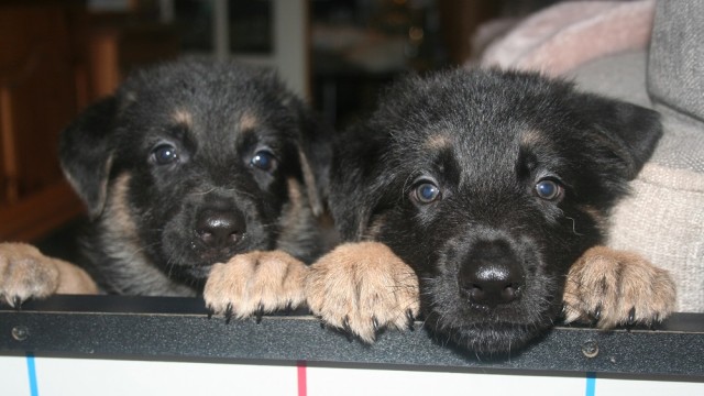 7wk Old Puppies Bouncer (right) and Jade