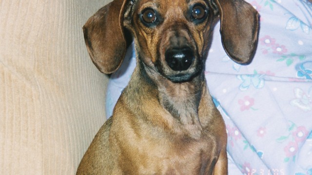 Gemini, who is a purebred miniature dachshund