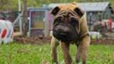 A day in the Life of a Chinese Shar-Pei(video)