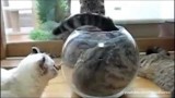 Cats & Dogs compilation of cats & dogs squeezing into tight spaces(video)
