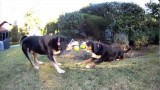 Entelbuch Mountain Dog tug-o-war(video)