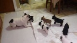 French Bulldog with all his lil’ Frenchettes(video)