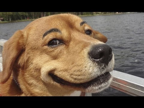 A Compilation of Dogs With Eyebrows(video)
