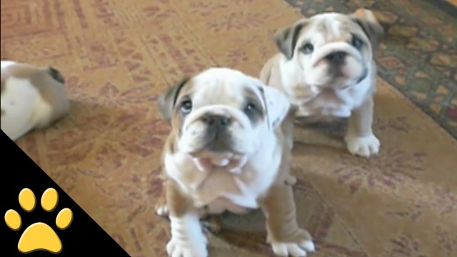 Bulldogs at their best and funniest(video compilation)