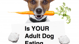Is YOUR Dog Eating Healthy?