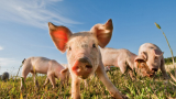 Pig Virus (Circovirus) Spreads To Dogs, Killing One Pet In California