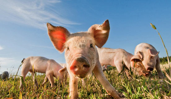 Pig Virus (Circovirus) Spreads To Dogs, Killing One Pet In California