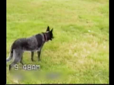 Australian Shepherd Following Commands to the T (video)