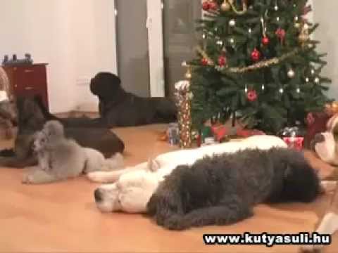 Dogs Decorating a Christmas Tree(video)