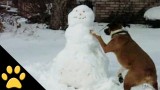 Dogs in Winter,Sleds & Snowmen(video)