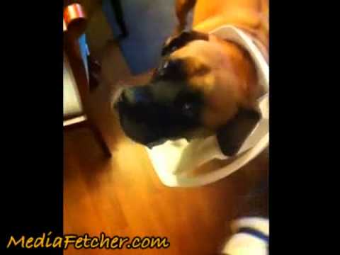 Man Asks His Dogs, Who Got Into The Trash?(video)