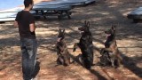 Protection Dogs Working In Sync