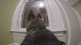 German Shepard Left Home Alone With A GoPro
